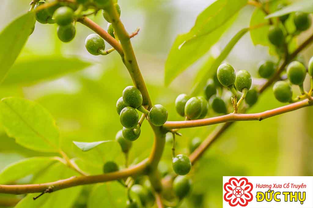 Keo Bời Lời Keo Bời Lời