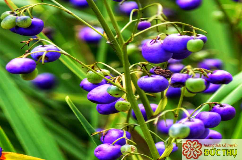 Cây Hương Bài Cây Hương Bài
