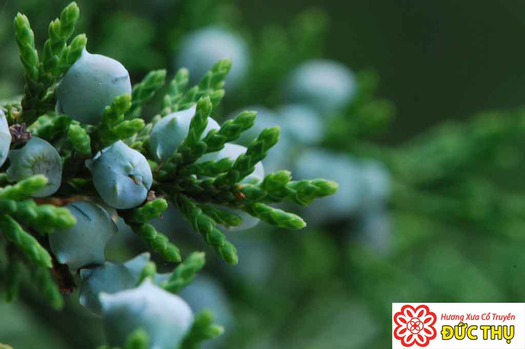 Tùng Tuyết Tùng Tuyết
