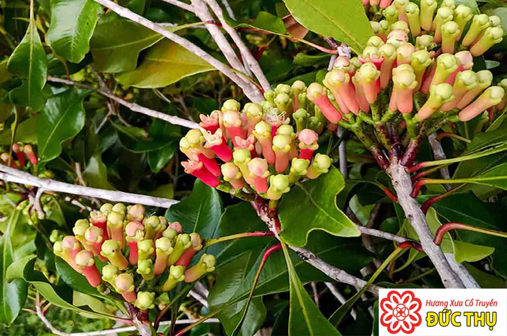 Đinh Hương Đinh Hương