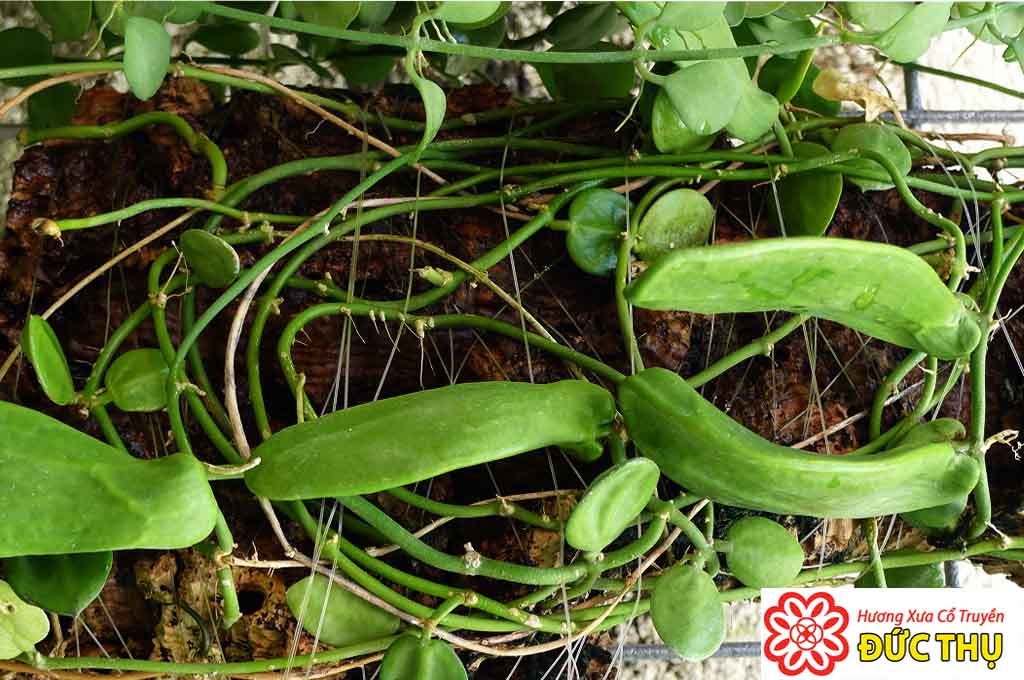 Rễ Mỏ Quạ Rễ Mỏ Quạ