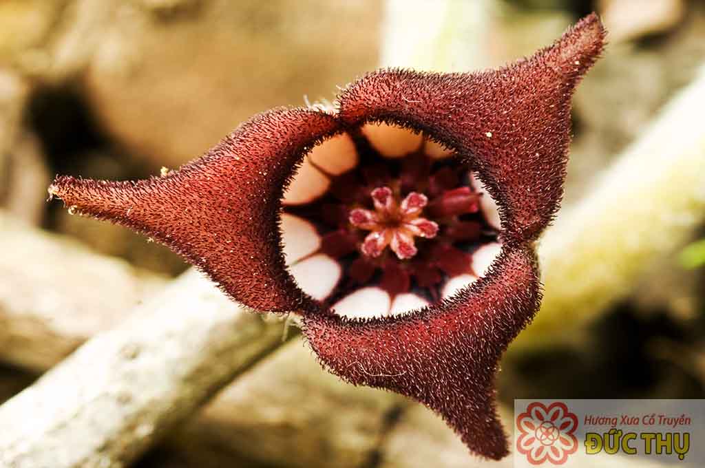 Cây Tế Tân Cây Tế Tân