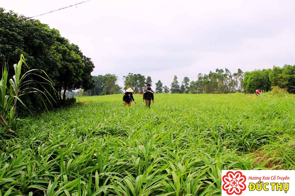 Cây Hương Bài
