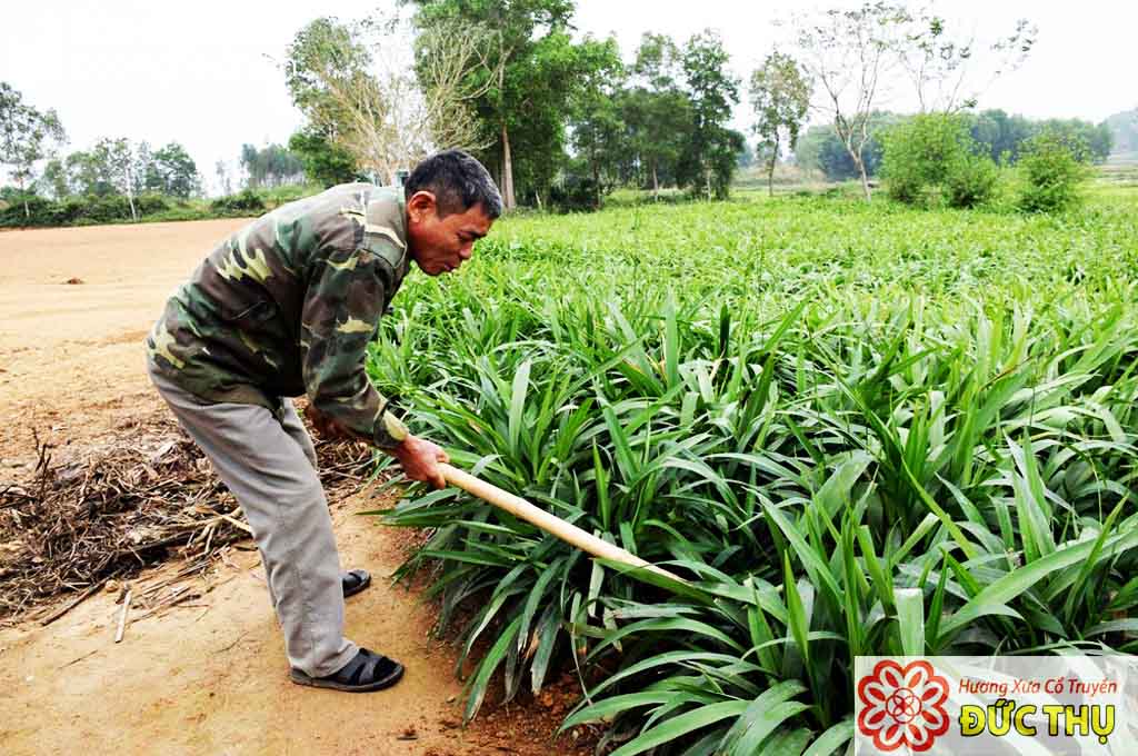 Cây Hương Bài