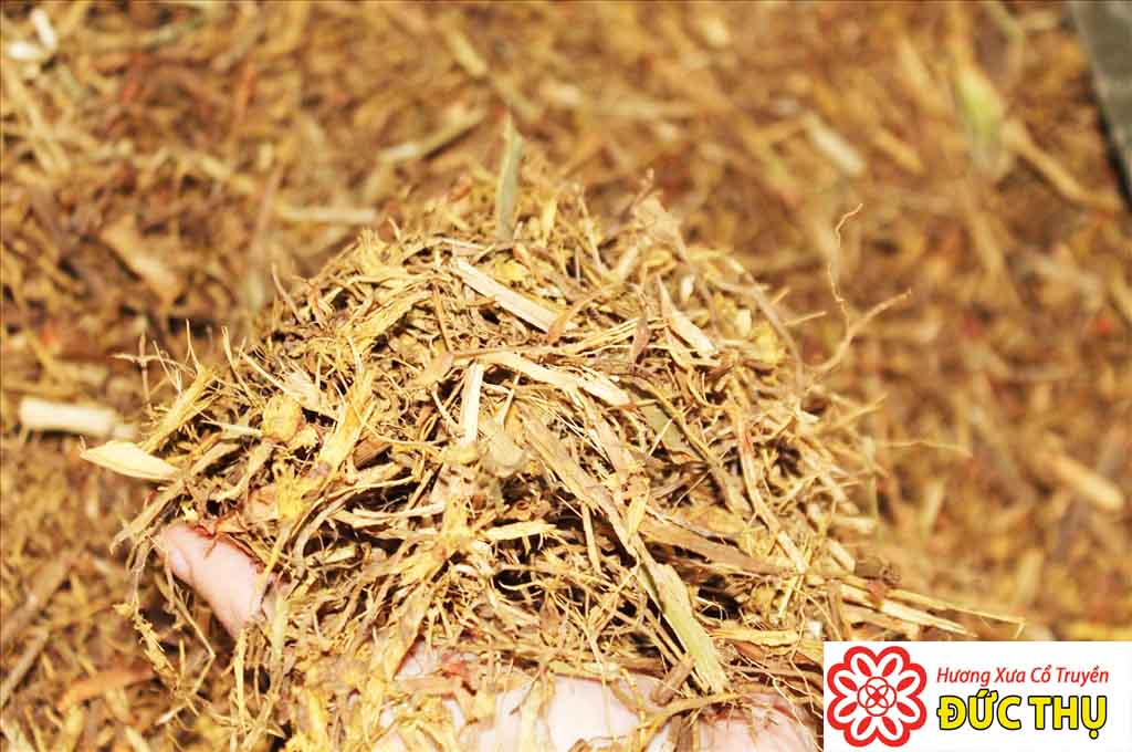 Cây Hương Bài