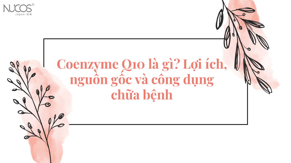 Coenzyme Q10 là gì? Lợi ích, nguồn gốc và công dụng chữa bệnh