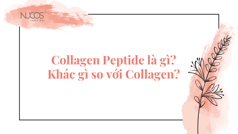 Collagen Peptide là gì? Khác gì so với Collagen?