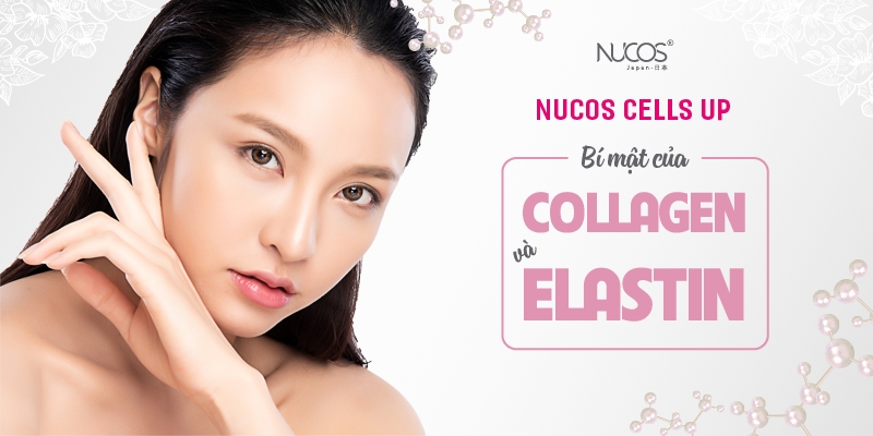 Collagen và elastin