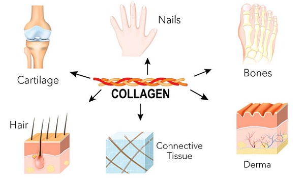 Collagen type 1 xuất hiện trong hầu hết các bộ phận cơ thể người