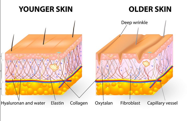 Sự khác nhau giữa Collagen và elastin