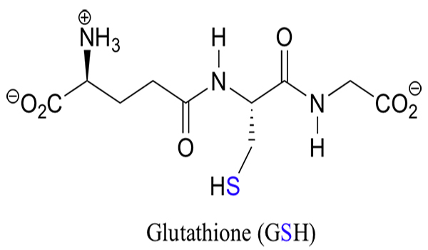 Glutathione (GSH) là Tripeptit chứa nên từ 3 Amino Axit