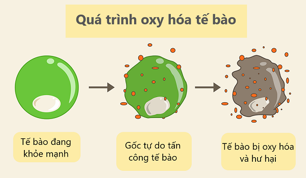 Polyphenol có thể chống Oxy hóa tế bào hiệu quả.