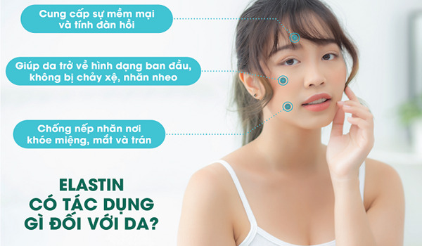 sợi elastin là gì