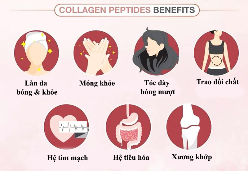 Tác dụng của Collagen Peptide