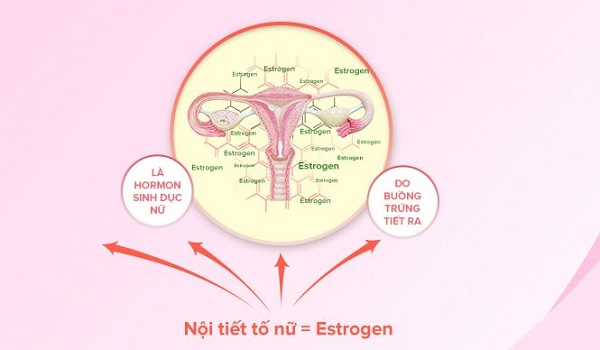 Estrogen (Nội tiết tố nữ) là gì?