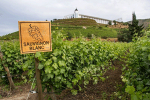 Vườn nho Sauvignon Blanc
