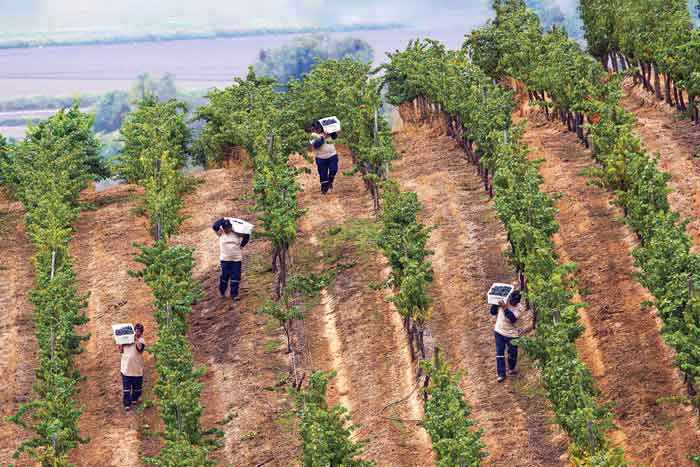 Thu hoạch nho Cabernet Sauvignon tại Maipo, Chile