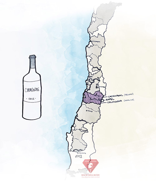Vùng rượu vang ngon nhất ở Chile cho rượu vang đỏ Carmenere