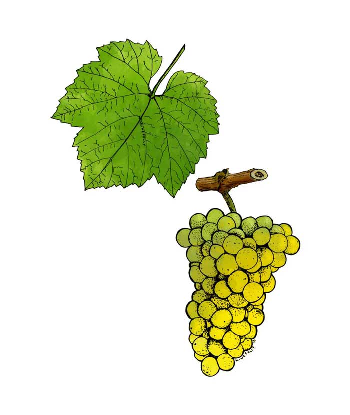 Nho Chardonnay