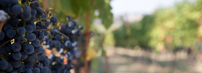 giống nho syrah