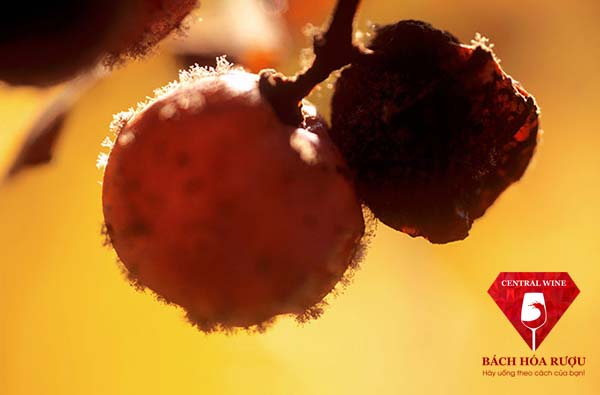 Nho bị nấm Botrytis tấn công