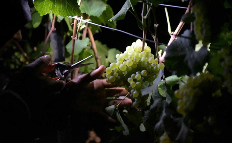 Thu hoạch nho Chardonnay vào ban đêm để đảm bảo chất lượng nho