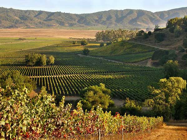 Thung lũng Casablanca với các vườn nho trẻ