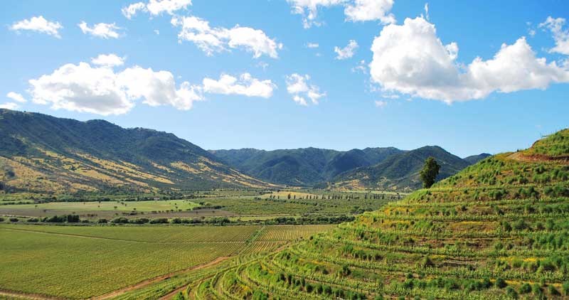 Thung lũng nho Colchagua Chile