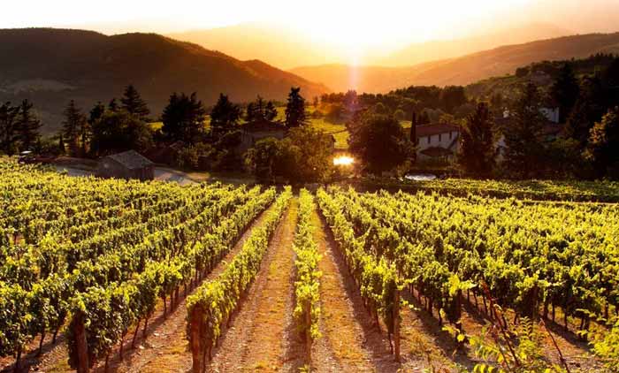 Vườn nho Frescobaldi