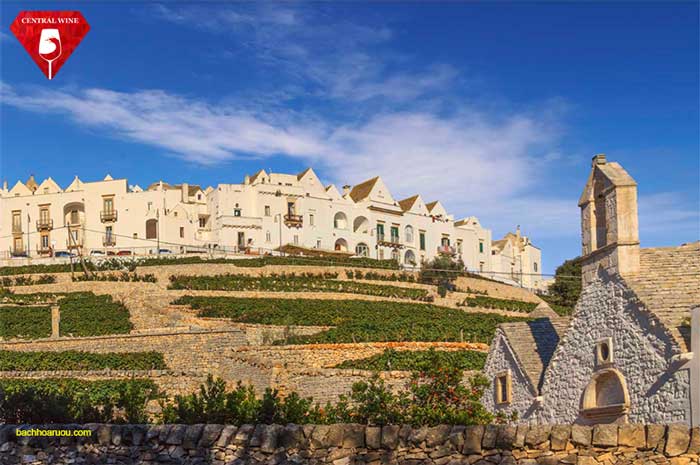 Một vườn nho primitivo tại thị trấn Locorotondo, Puglia, Ý