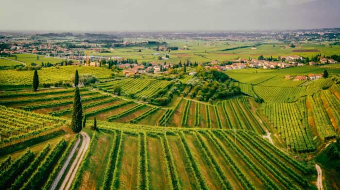 Vườn nho vùng Veneto - Ý