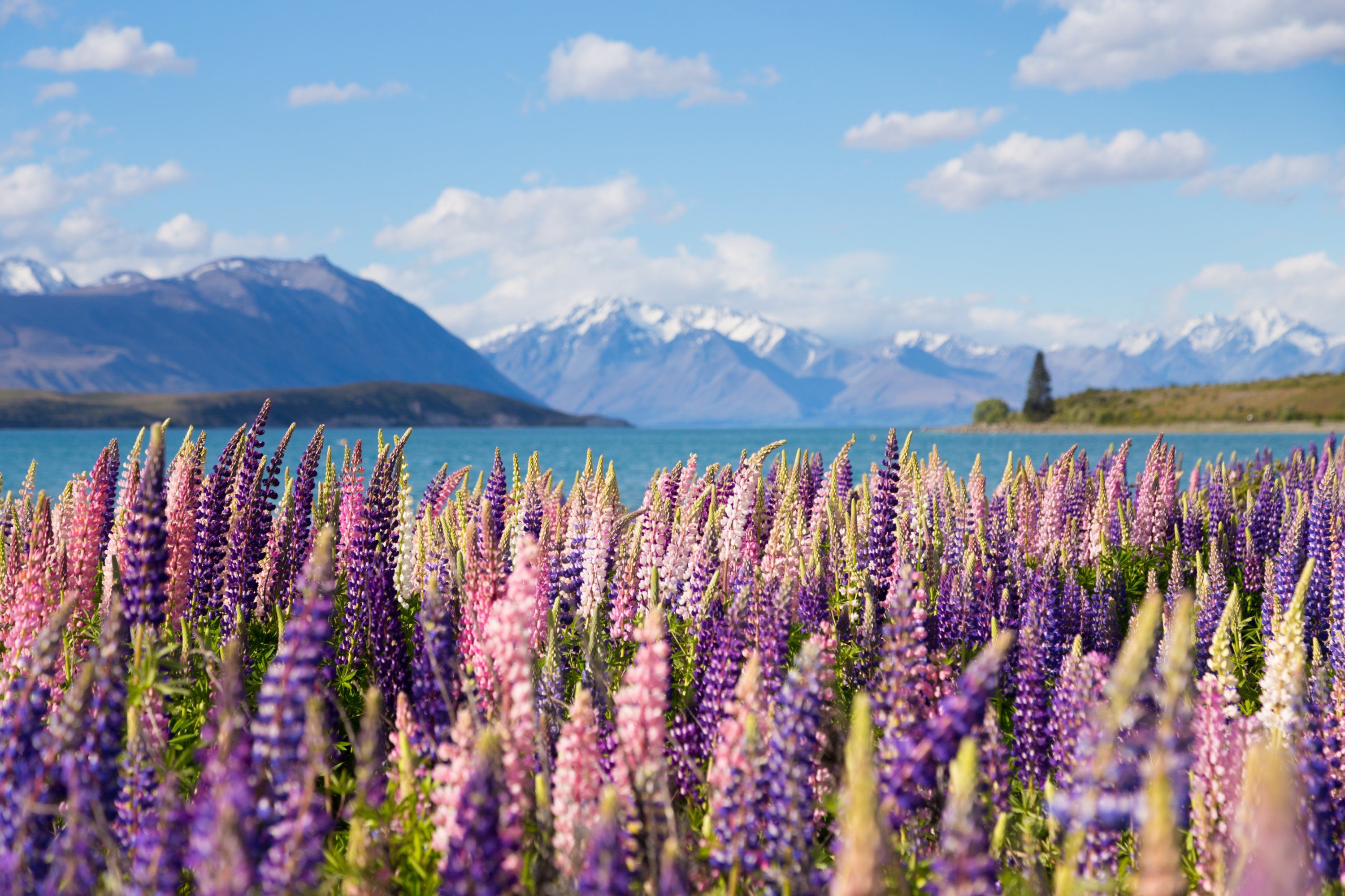 DU HỌC NEWZEALAND