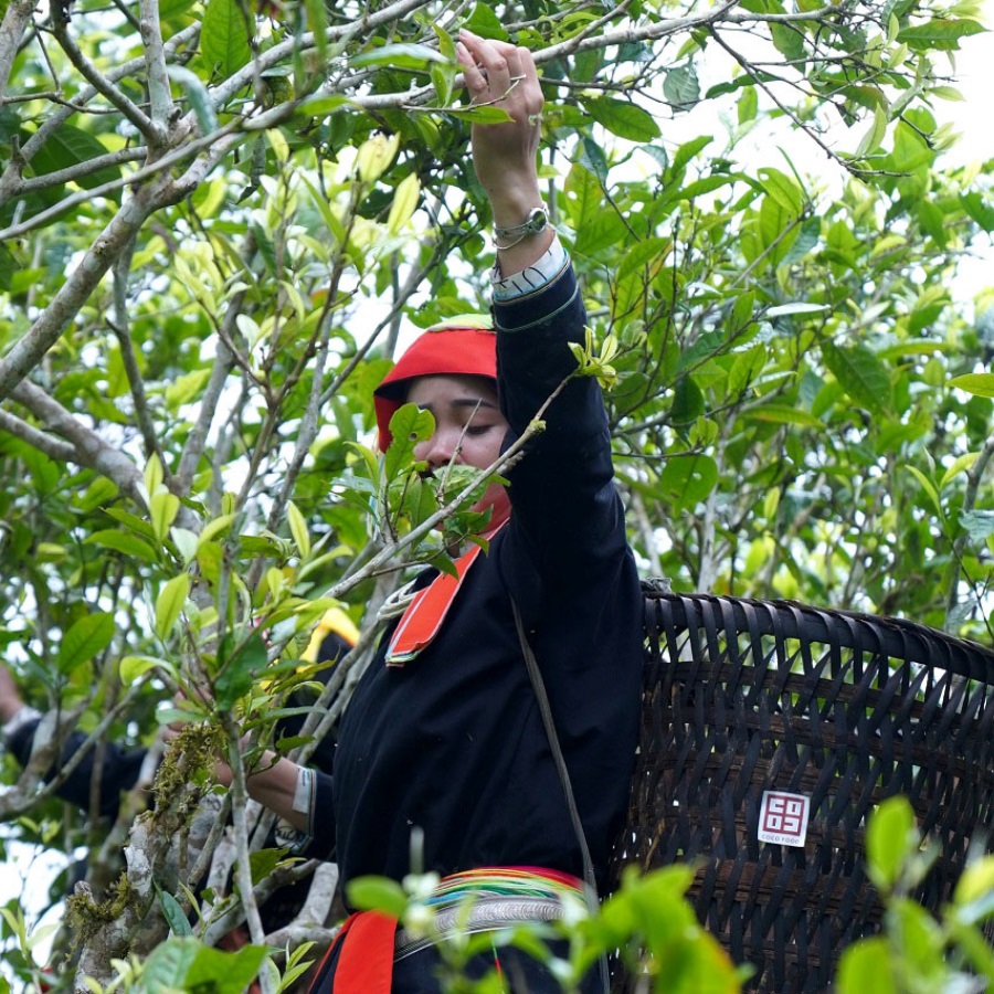 THÀNH PHẦN CỦA LÁ TRÀ THÀNH PHẦN CỦA LÁ TRÀ