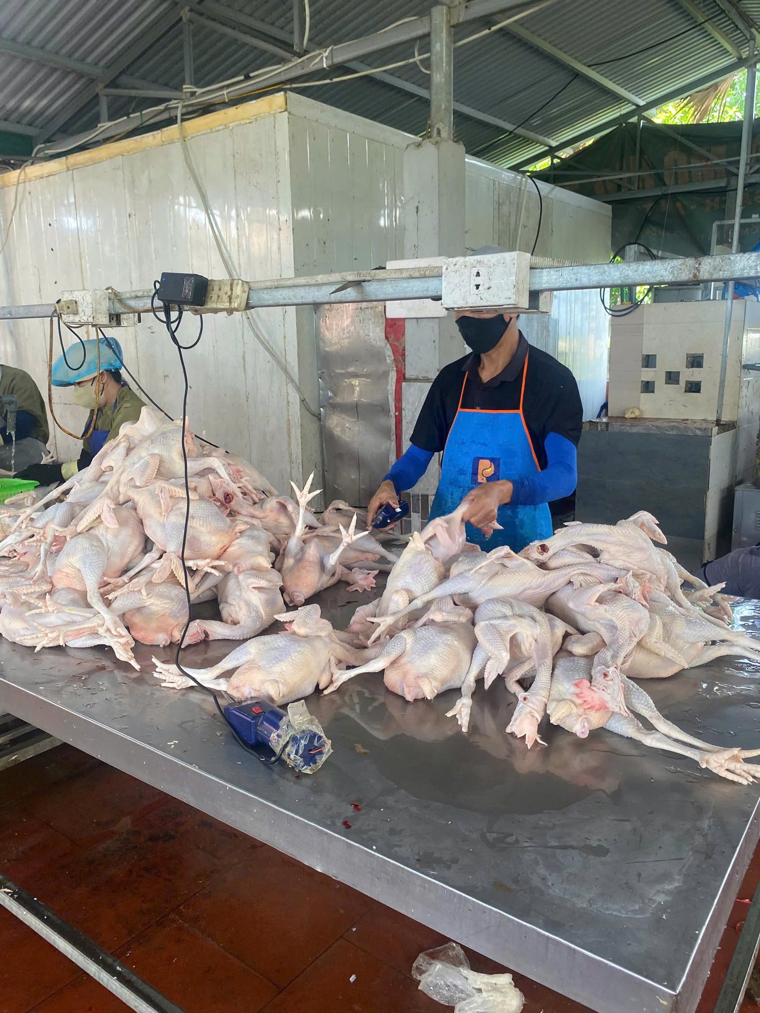 GÀ TƯƠI - GIẢI PHÁP TỐI UY CHO MÙA DỊCH