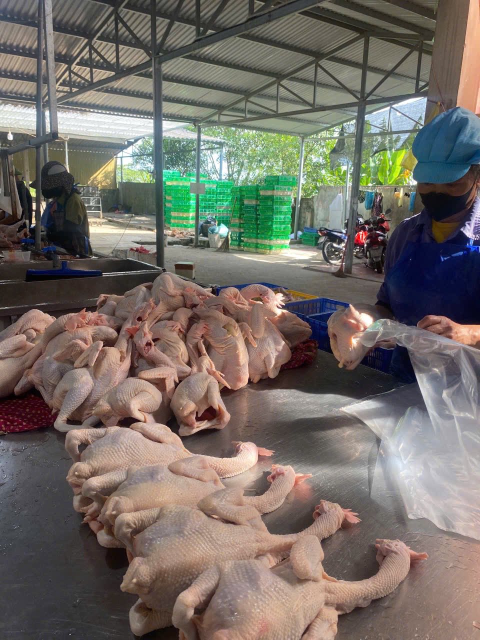 CHUYÊN SỈ GÀ TƯƠI GIÁ GỐC TẠI THANH HÓA