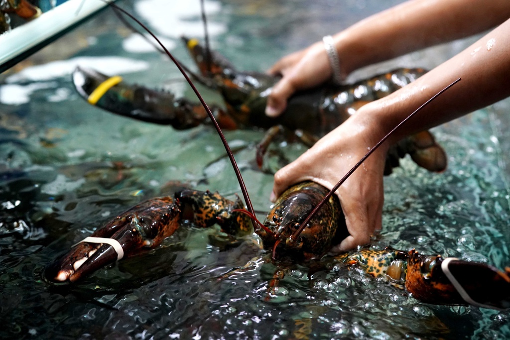 Bảng Giá Tôm Hùm Hôm Nay 2022? Tôm Hùm 1Kg Giá Bao Nhiêu Tiền?