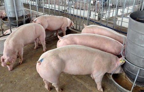 Ngày 22/7 Cập nhật giá thịt heo tại Miền Trung và Tây Nguyên.