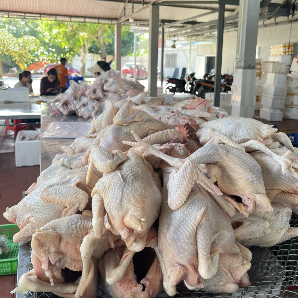 GÀ GÔ MÁI ĐỎ HÀNG TƯƠI CHO MỌI NHÀ