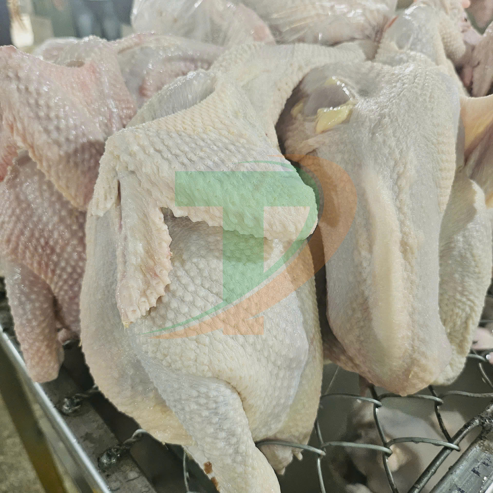 Chuyên sỉ lẻ gà tươi cho các chủ cơ sở sản xuất gà ủ muối