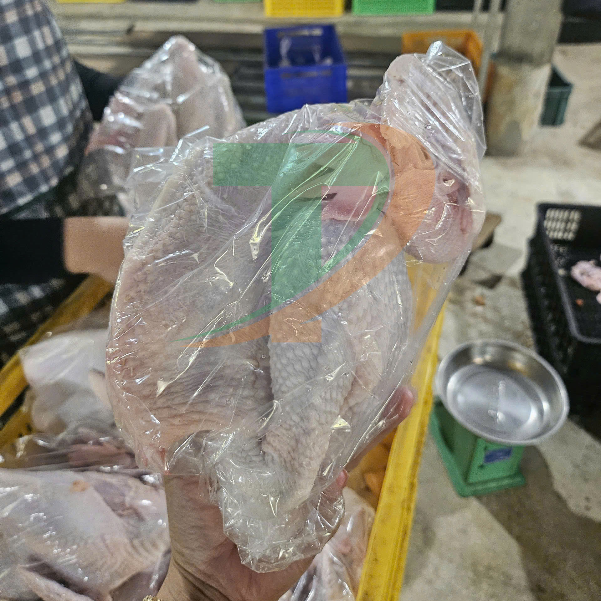 LÒ MỔ GÀ TẠI NGHỆ AN