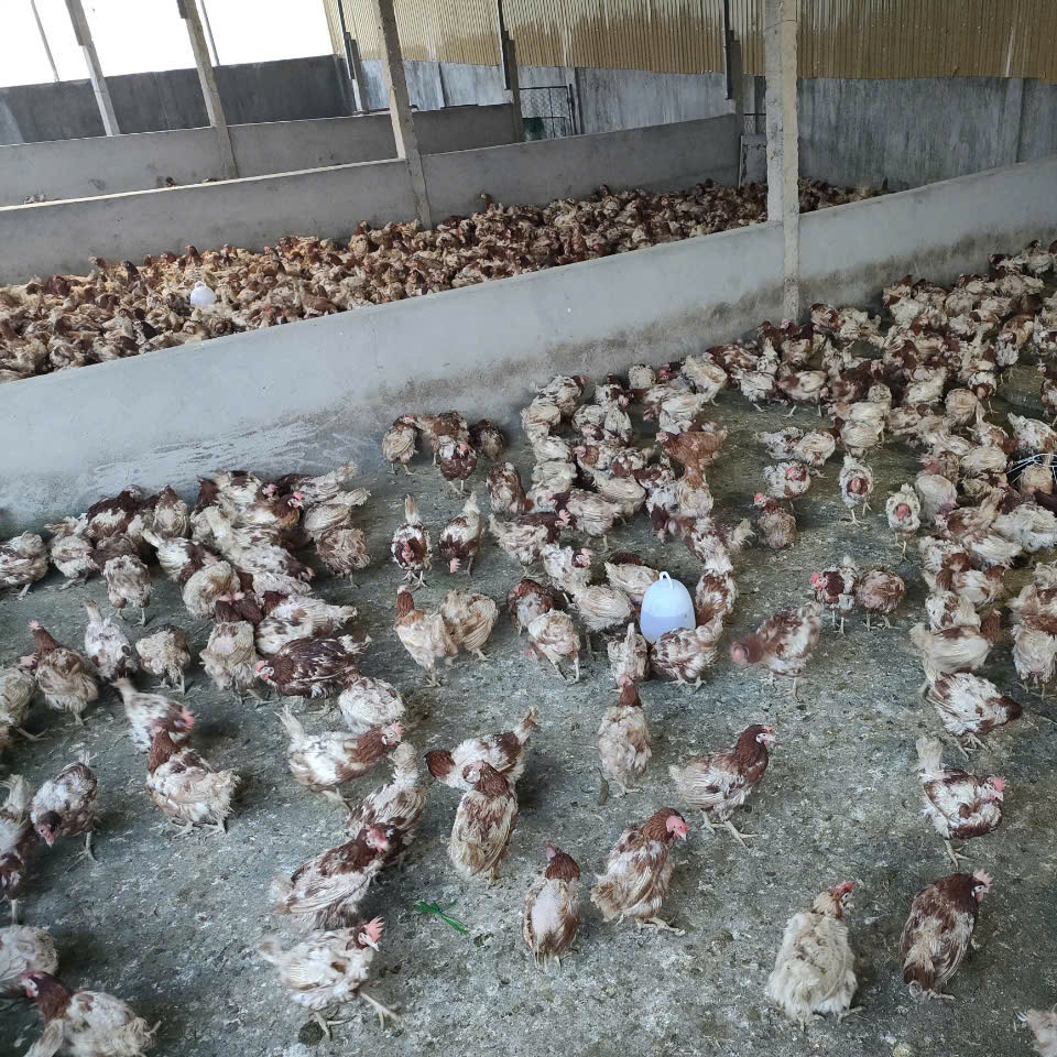 CƠ SỞ GIẾT MỔ GIA CẦM TẠI NGHỆ AN