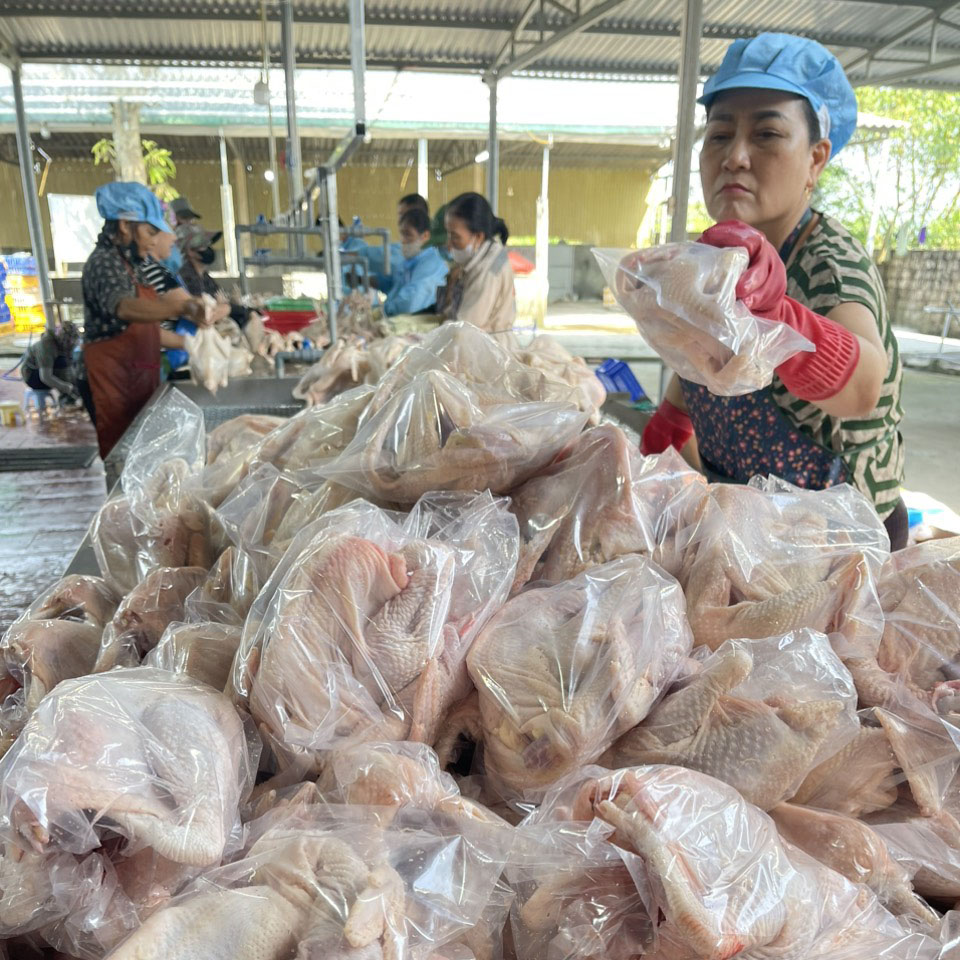 NGUỒN HÀNG GÀ TƯƠI CHO CƠ SỞ SẢN XUẤT GÀ Ủ MUỐI