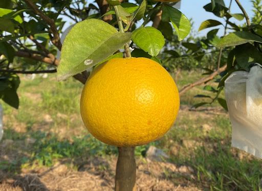 Đặc sản nghệ an được nhiều người tìm mua nhất