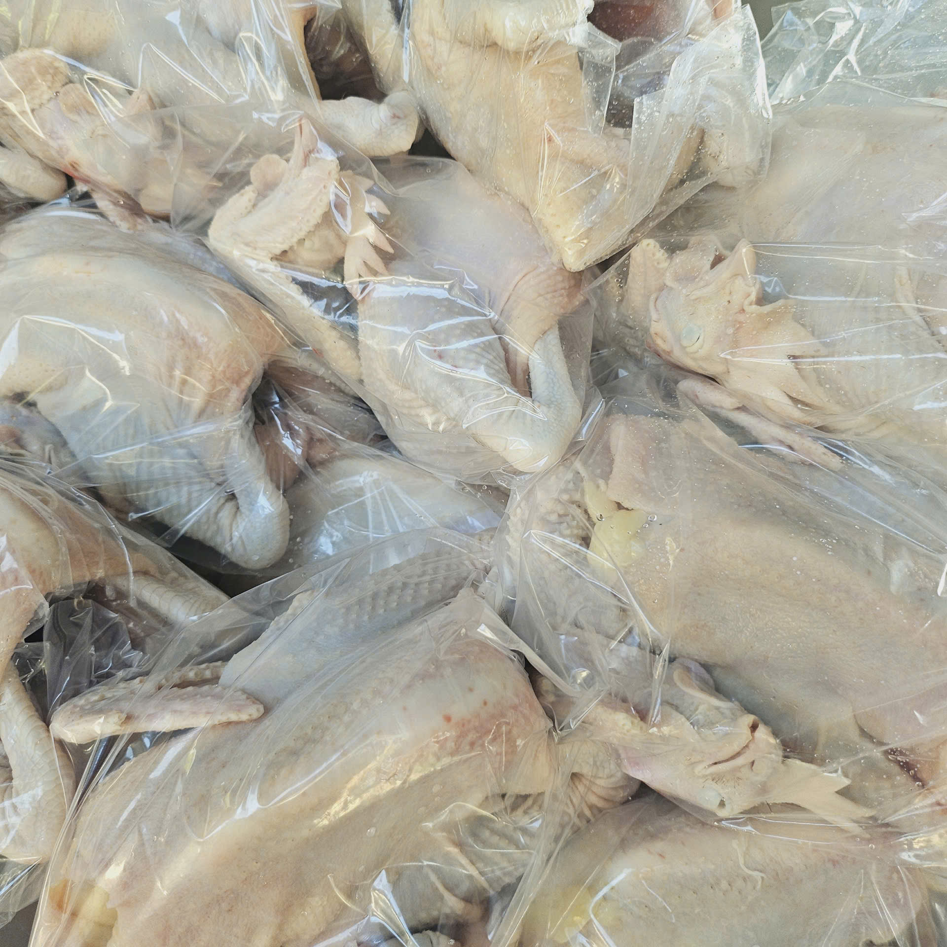 CHUYÊN CUNG CẤP GÀ NGUYÊN CON HÀNG TƯƠI TẠI NGHỆ AN