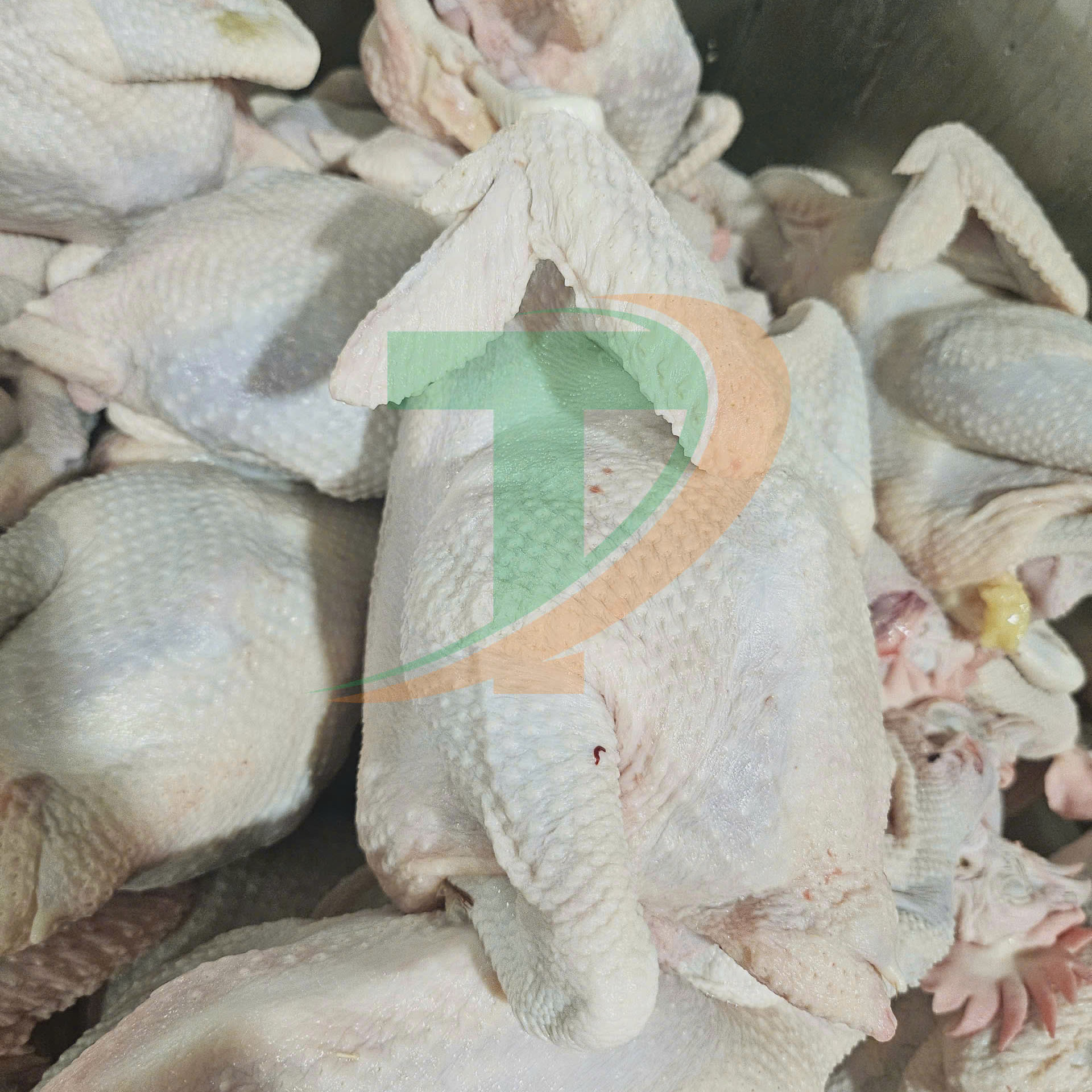 Chuyên cung cấp gà tươi số lượng lớn , giá tốt cho quý khách hàng