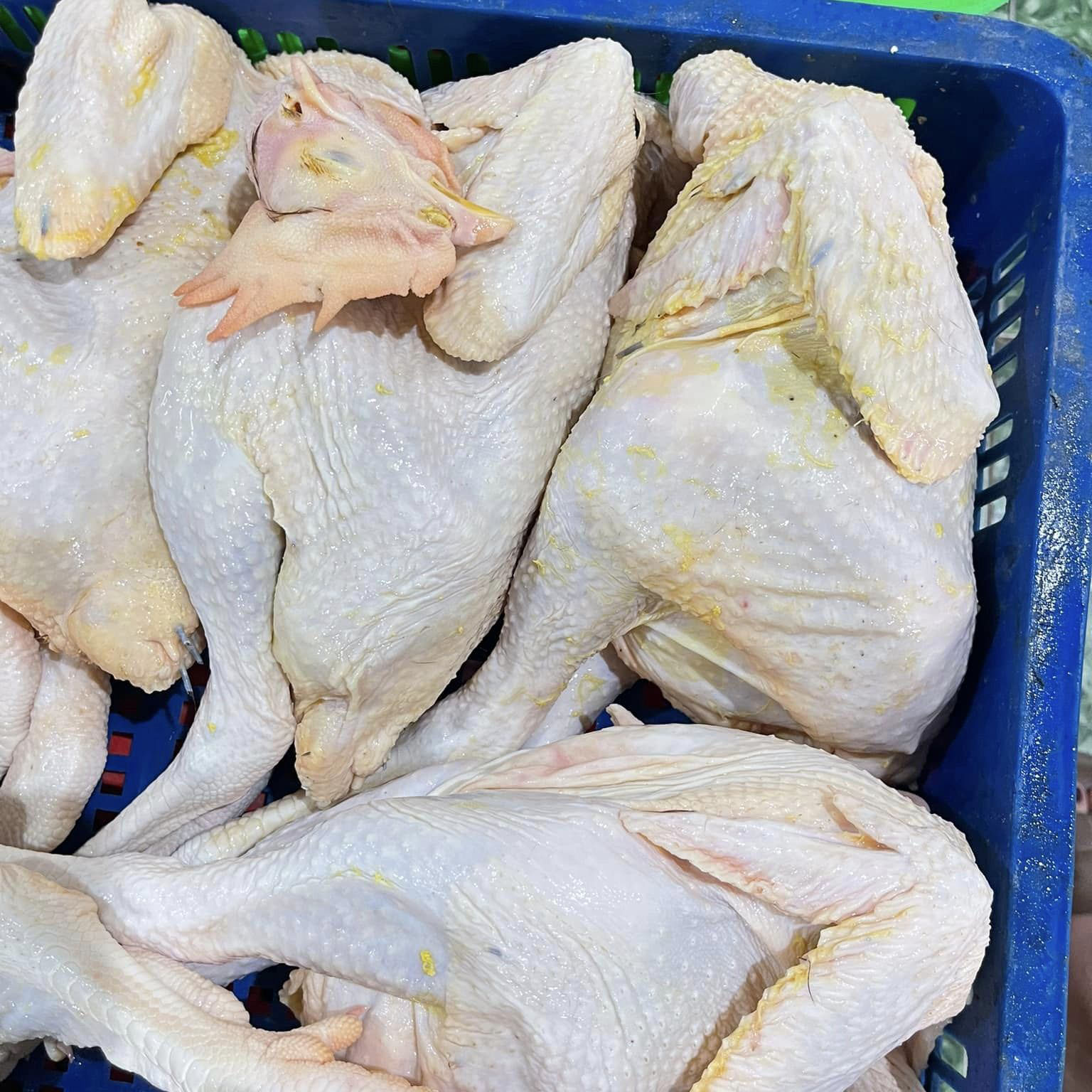 Chuyên sỉ gà tươi trong ngày tại Nghệ An