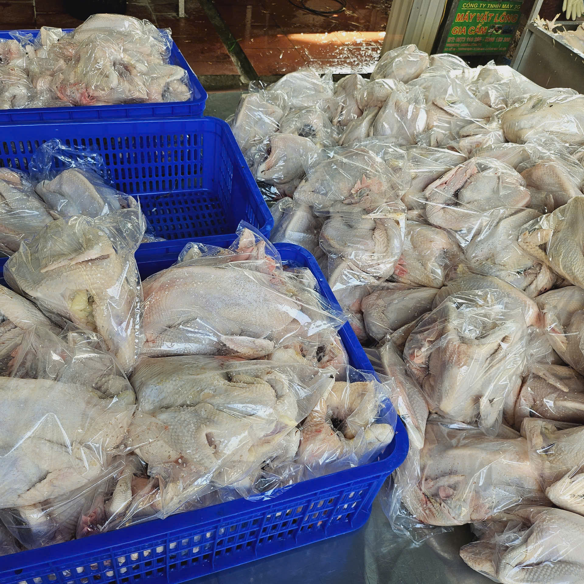 CHUYÊN CUNG CẤP GÀ TƯƠI SẠCH , UY TÍN