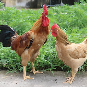 Giá thịt gà hôm nay 24/8/2024 tại các tỉnh thành