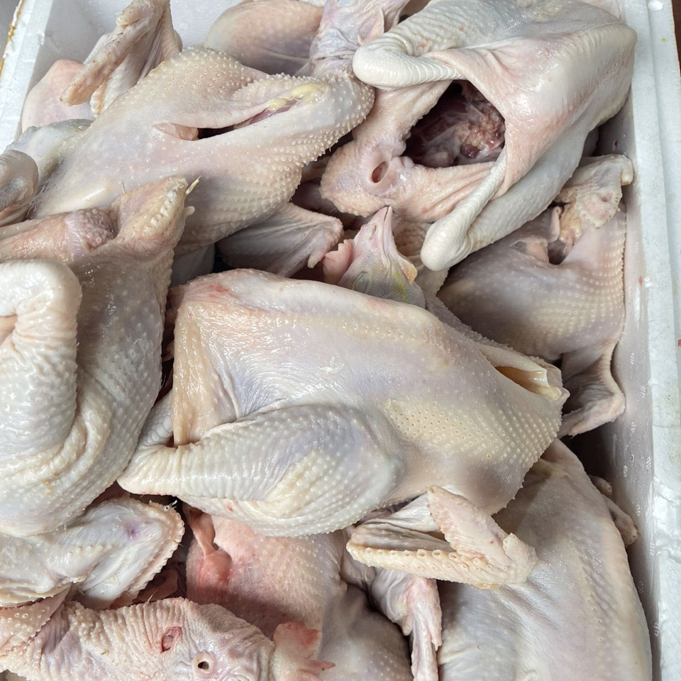 ĐƠN VỊ CUNG CẤP GÀ TƯƠI UY TÍN CHO CÁC TỈNH BẮC MIỀN TRUNG