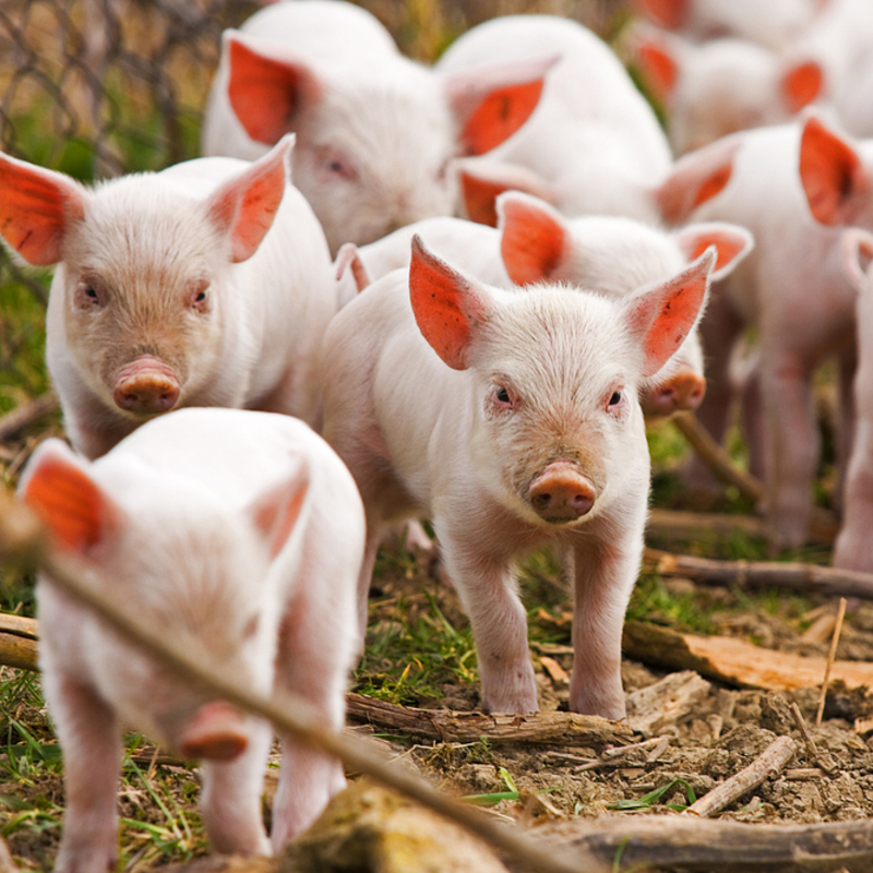 Tình hình giá thịt heo những ngày gần đây tại các tỉnh miền Trung và Tây Nguyên